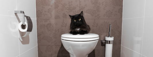 Parasites intestinaux chez le chat : ce que tout propriétaire doit savoir