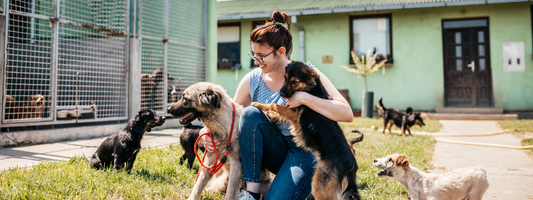 une femme entourée de chien dans un refuge