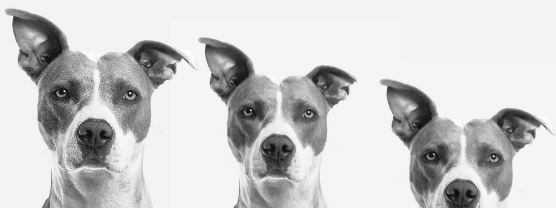 11 signes que ton chien a mal (et ce qu’il faut faire)