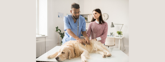 Ablation de l’utérus chez la chienne : tout ce que vous devez savoir