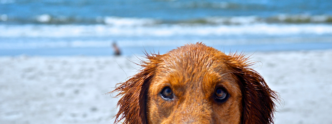 Top 10 conseils pour aller à la plage ou au lac avec votre chien