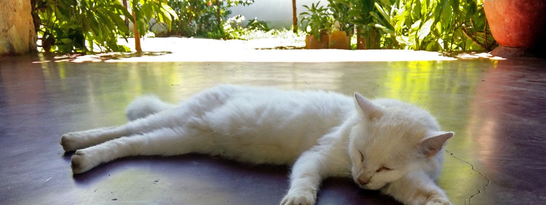 Pourquoi mon chat mange-t-il moins quand il fait chaud ?