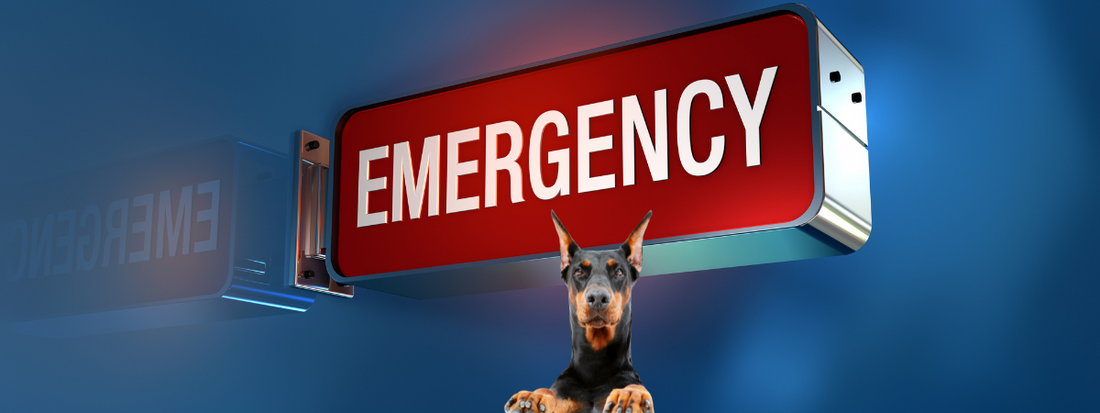 un doberman aux urgences