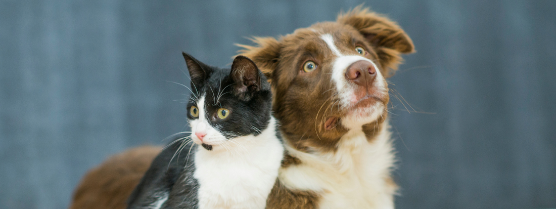 Attention aux disparitions d’animaux pendant l’été