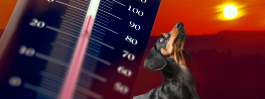 un chien regarde le soleil il ya un thermomètre