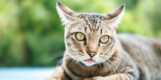 un joli chat tigré nous regarde il a un peu les oreilles en arrière 