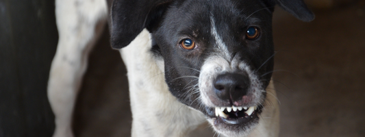 chien noir et blanc qui montre les crocs ! 