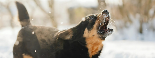 chien qui aboie dans la neige 