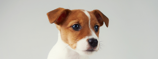 petit chiot Jack Russel tout mignon ! 