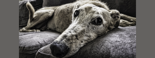 un vieux chien à la tête allongé sur un canapé