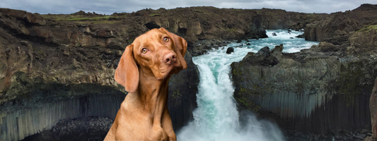 un chien devant une cascade d'eau nous regarde de façon interrogatoire 