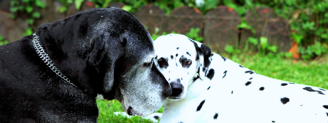 un dogue allemand noir avec un chiot blanc et noir 