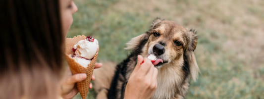 une jeune fille donne de la glace a son chien 