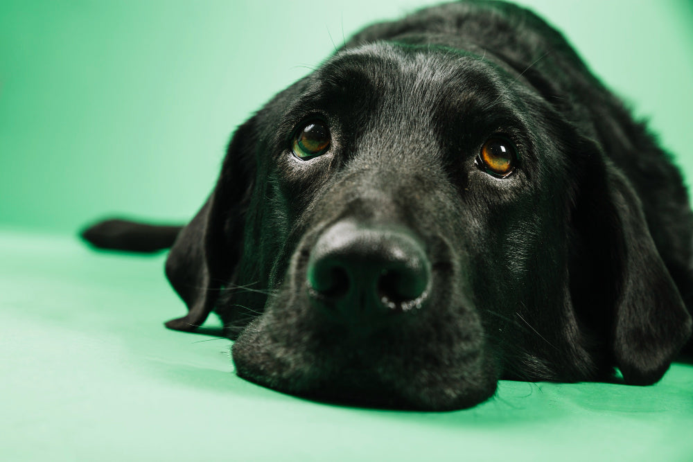 labrador noir couché sur un fond vert clair il est triste 