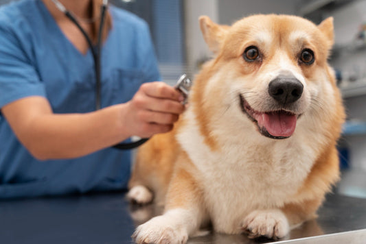 un chien sur la table d'un vétérinaire 