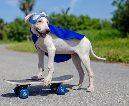 un super chien avec une cape bleue sur un skateboard 