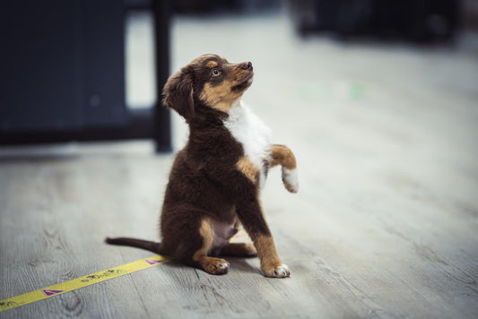 un chiot fait " assis et donne la patte" 