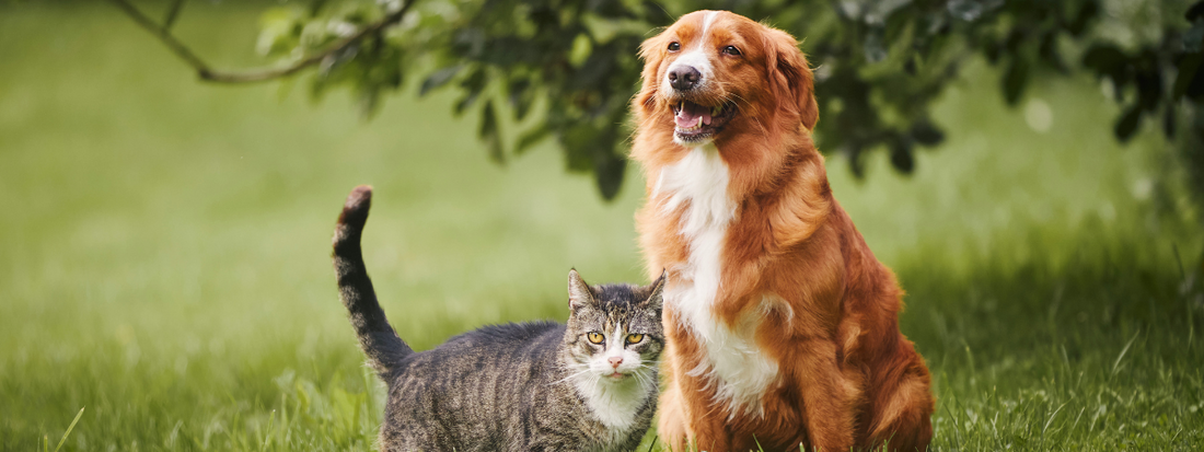 un chat tigré et un chien sont ensemble dans un jardin 