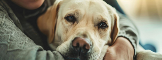 un labrador dans les bras de son "Humain" 