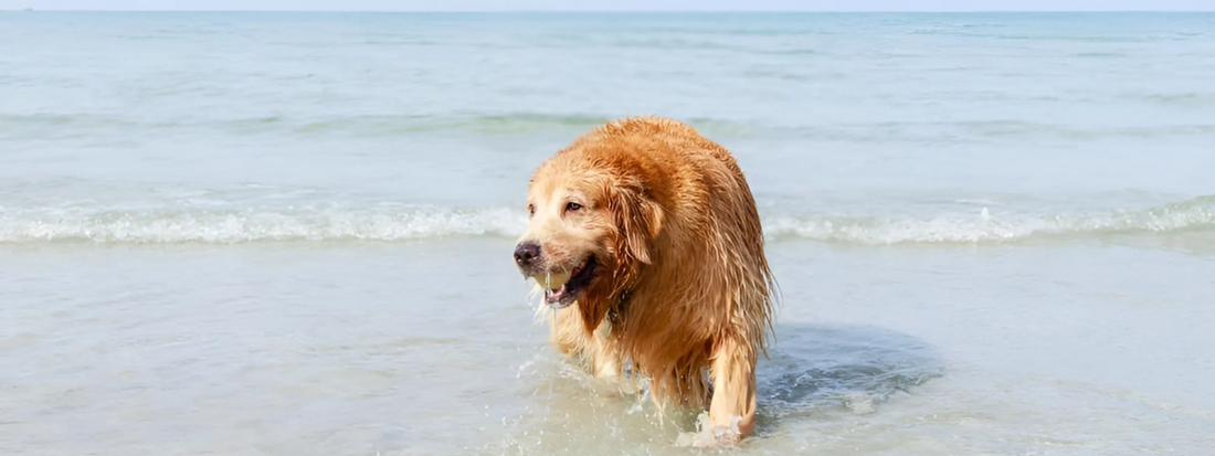 un chien sort de la mer il a une balle dans la gueule.