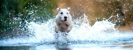 Un chien Blanc Court dans une rivière 