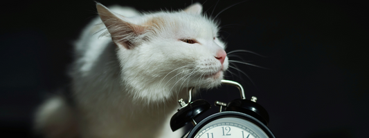 un beau chat blanc s'appuie sur un réveil il a le coryza