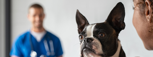 un chien attends dans les bras de sa maitresse le vétérinaire 