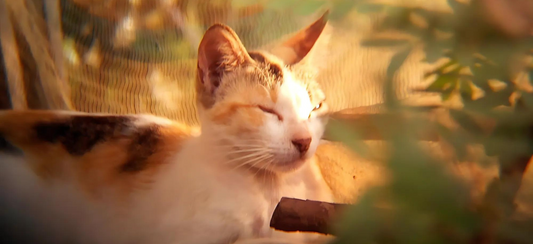 un chat calme au milieu des plantes 