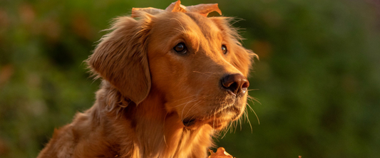 un labrador il a une feuille morte sur la tête 