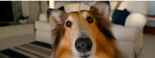 un chien nous regarde de façon interrogative 