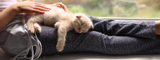 un chaton dort sur les jambes de quelqu'un