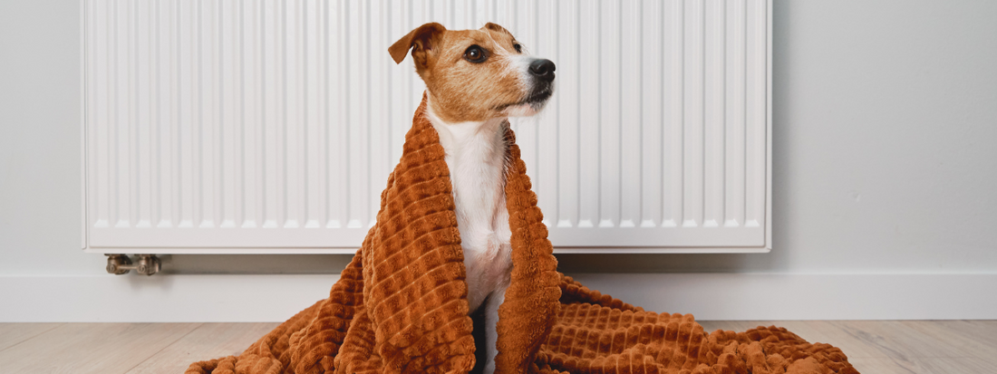 Jack Russel Sous un plais prés d'un radiateur 