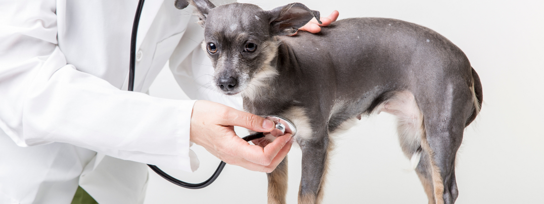 une chienne en consultation chez le vétérinaire 