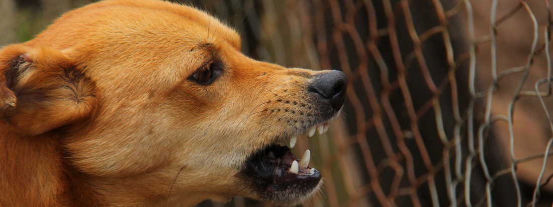 un chien montre les crocs 