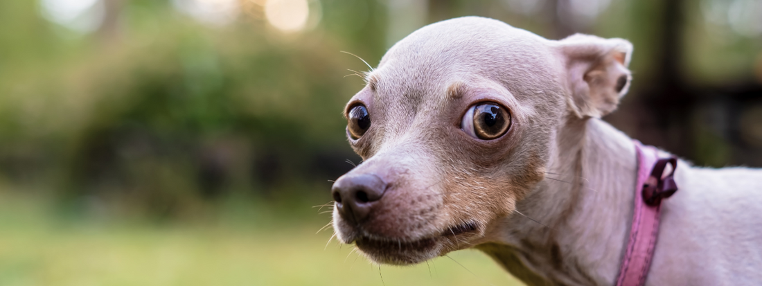 un petit chien est apeuré 