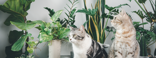 Plantes toxiques pour les chats : 12 dangers cachés  [Photos]