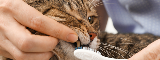 un chat se fait brosser les dents 