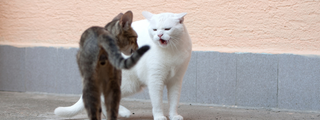 deux chats prés à se battre 