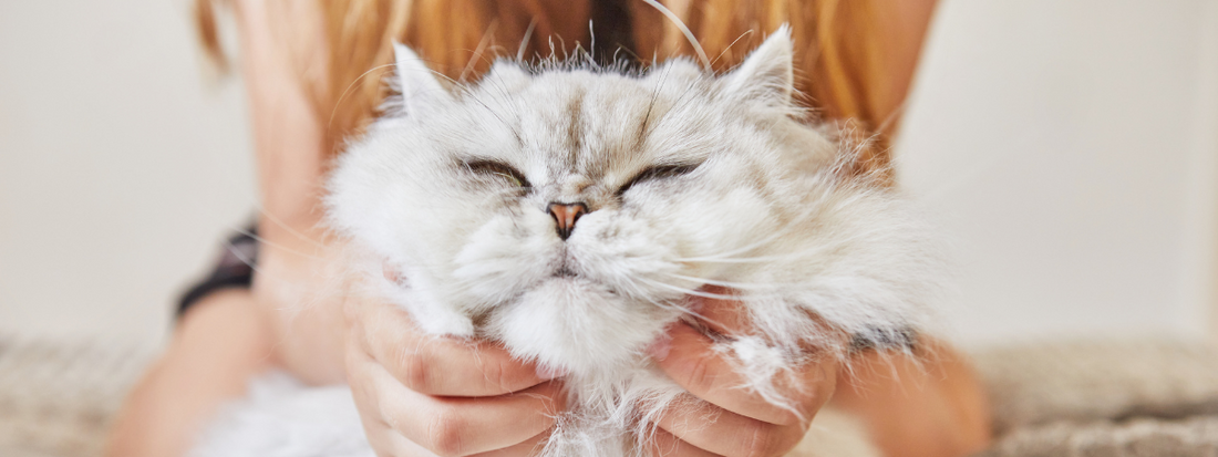 un chat blanc a des papouilles