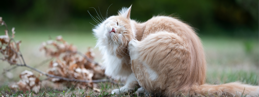 Anti-Puce Naturel pour Chat : Solutions Sûres et Recette Incontournable