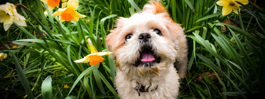 Les dangers du printemps pour votre chien !