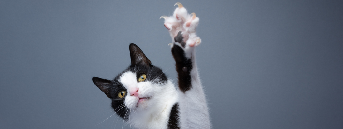 un chat noir et blanc nous montre sa papatte