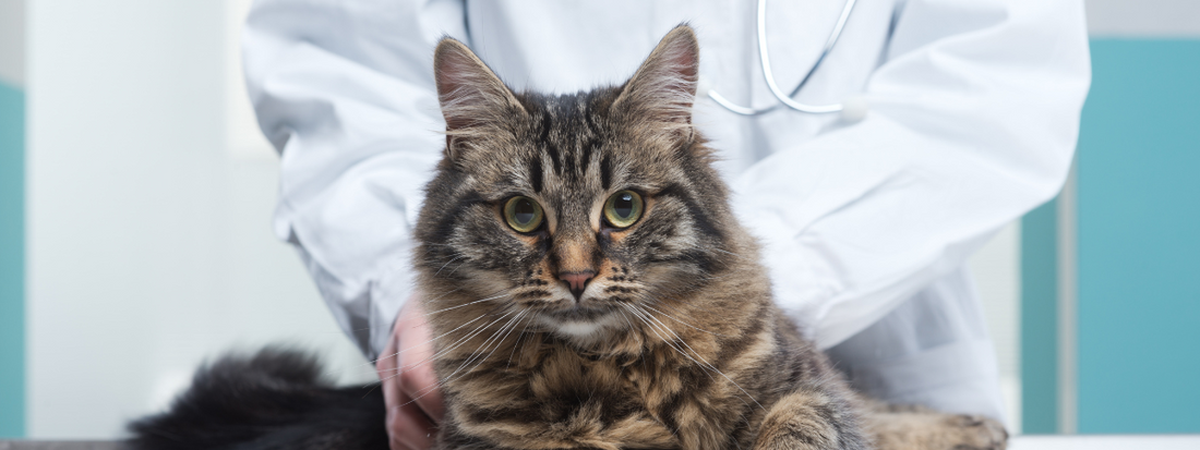 un chat tigré chez le vétérinaire 