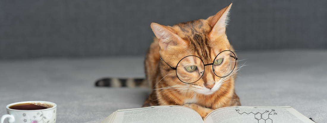 Chat  roux avec des lunettes qui lit un livre sur le cbd , il a une tasse à café