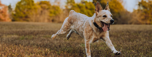 un chien qui court dans un champ, il est heureux 