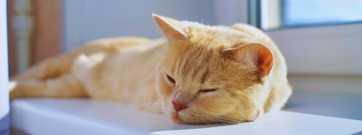 Chat roux qui dort paisiblement sur le rebord d'une fenêtre 