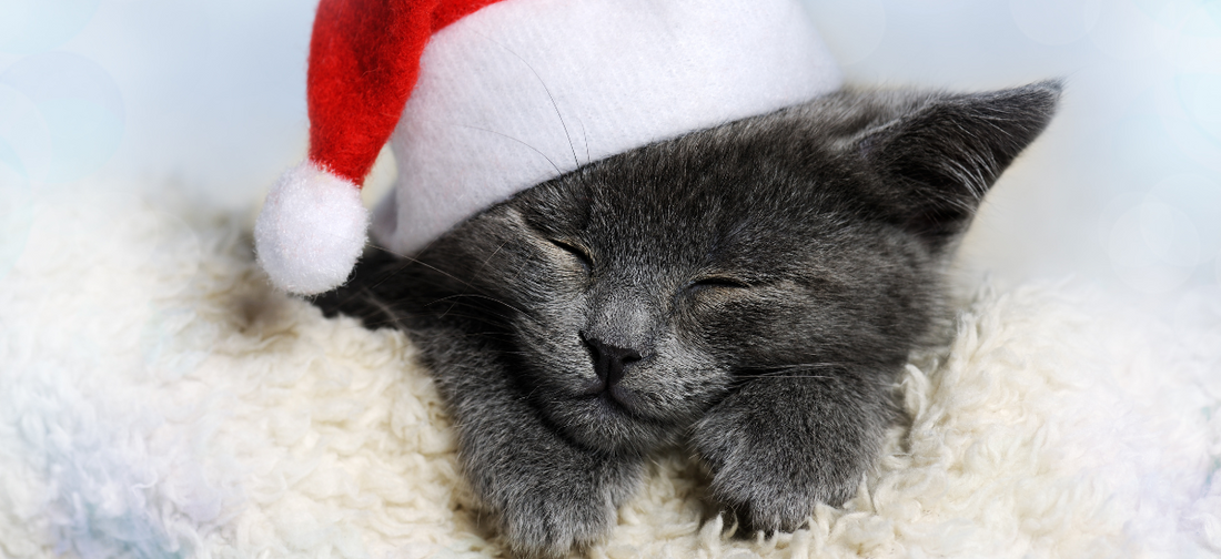 un chaton noir avec un bonnet de noël 