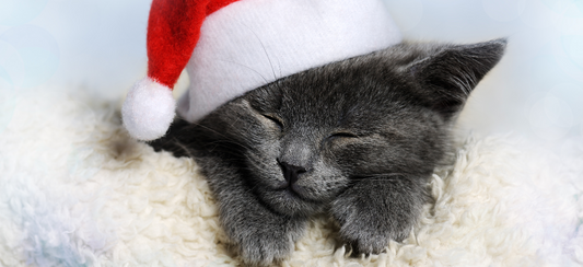 un chaton noir avec un bonnet de noël 