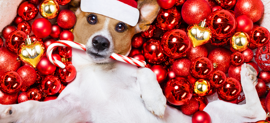 un chien allongé dans des boules de noël rouge avec un sucre d'orge dans la gueule 