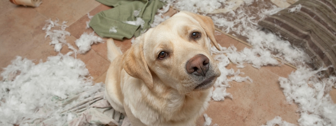 un labrador a tout déchiqueté  